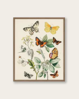 "Illustrations from the book of European Butterflies and Moths" Art Print