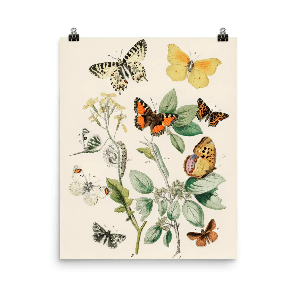 "Illustrations from the book of European Butterflies and Moths" Art Print